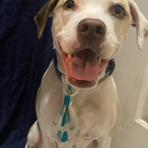 Dog ties - Picture 4 of 11